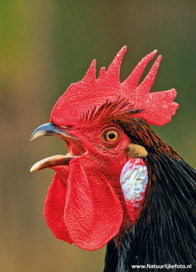 postcard rooster