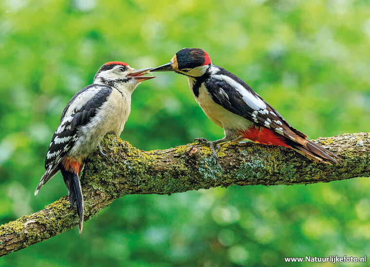postcard great spotted woodpecker
