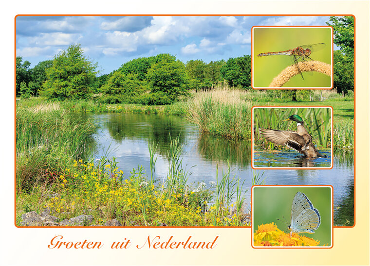 postcard groeten uit Nederland spring