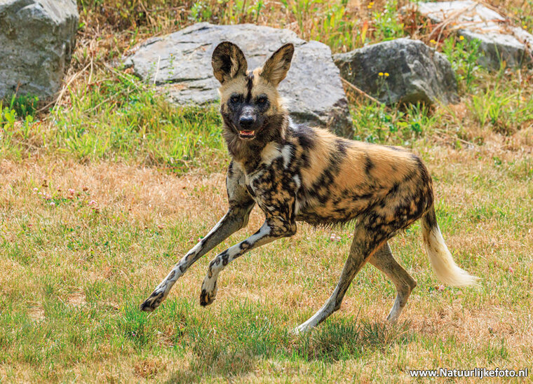 postcard African wild dog
