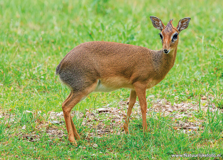 postcard kirk's dikdik