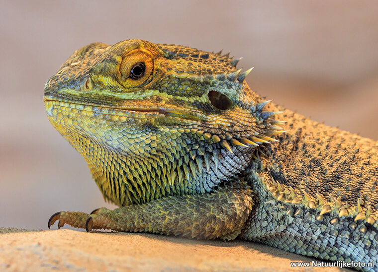 postcard bearded dragon