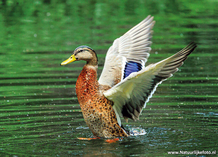 postcard mandarin duck