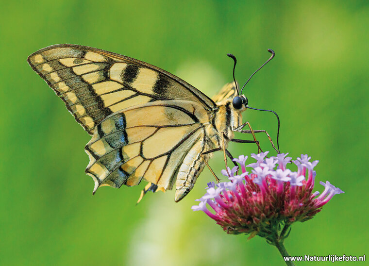 postcard yellow swallowtail butterfly