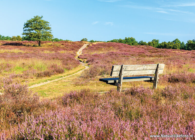 postcard heather on the Gasterse dunes