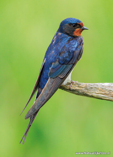 postcard barn swallow