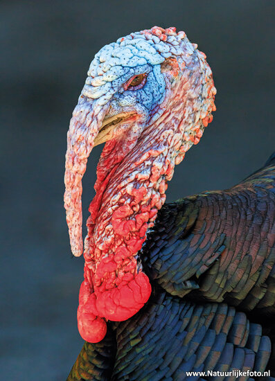 postcard wild turkey