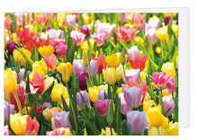 Greeting cards without text - set of 20 cards with envelope (no. 107)