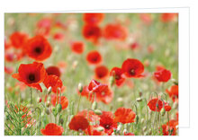 Greeting cards without text - set of 20 cards with envelope (no. 107)