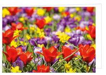Greeting cards without text - set of 20 cards with envelope (no. 107)