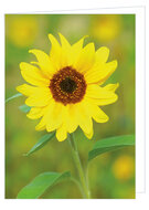 Greeting cards without text - set of 20 cards with envelope (no. 107)
