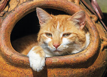 cat postcards