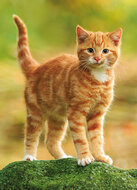 cat postcards