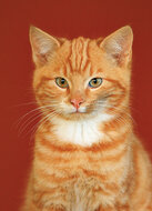 cat postcards