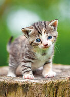 cat postcards