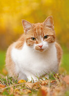 cat postcards