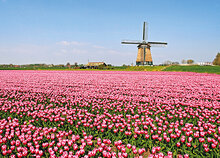 Typical Dutch postcards - set with 7 Dutch motif postcards (no. 51)