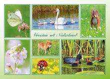Dutch postcards set