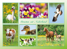 Dutch postcards set