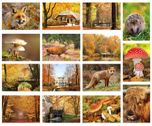 Postcard set Autumn - 15 postcards with Autumn motif (no. 020)
