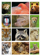 Zoo postcards - set with 12 postcards with zoo animals (no. 023)