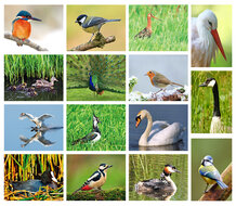 Bird postcards - set with 15 postcards with bird motif (no. 024)