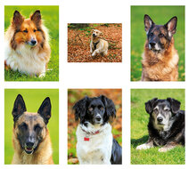 dog postcards