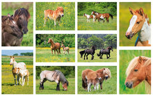 horse postcards