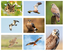 Postcard set raptors - 8 postcards with raptor motif (no. 120)