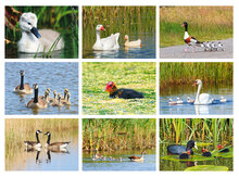 Bird postcards - set with 9 postcards with waterbird motif (no. 106)