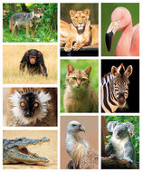 Zoo postcards - set with 10 postcards with zoo animal motif (no. 101)