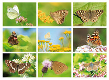 Butterfly postcards set - 9 postcards with butterfly motif (no. 097)