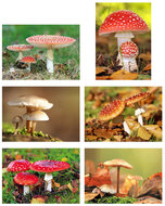 Postcard set mushrooms