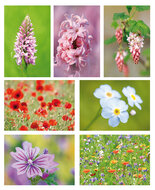 Flower postcards set - 7 postcards with flower motif (no. 083)