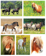 Postcard set horses - 7 postcards with horse motif (no. 055)
