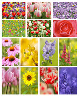 Flower postcards set - 14 postcards with flower motif (set no. 44)