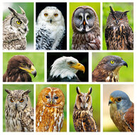 Owl / Raptor postcard - set with 11 raptor postcards (set nr. 43)