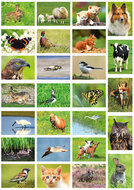 Animal postcards - set with 24 animal motive (nr. 42)