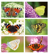 Postcard set butterflies - 6 postcards with butterfly motif (no. 47)