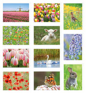 Greeting cards without text - set of 11 cards with envelope (no. 99)