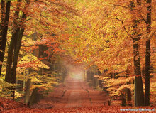 Postcard set Autumn - 15 postcards with Autumn motif (no. 020)