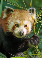 Zoo postcards - set with 12 postcards with zoo animals (no. 023)