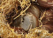 Zoo postcards - set with 12 postcards with zoo animals (no. 023)