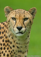 Zoo postcards - set with 12 postcards with zoo animals (no. 023)