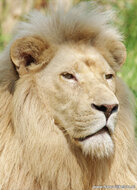 Zoo postcards - set with 12 postcards with zoo animals (no. 023)