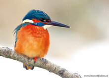 Bird postcards - set with 15 postcards with bird motif (no. 024)