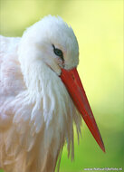 Bird postcards - set with 15 postcards with bird motif (no. 024)