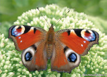 Postcard set butterflies - 6 postcards with butterfly motif (no. 47)