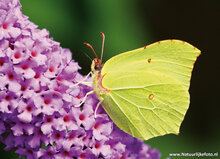 Postcard set butterflies - 6 postcards with butterfly motif (no. 47)