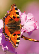 Postcard set butterflies - 6 postcards with butterfly motif (no. 47)